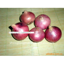 nouveaux oignons rouges chinois 3-5 cm